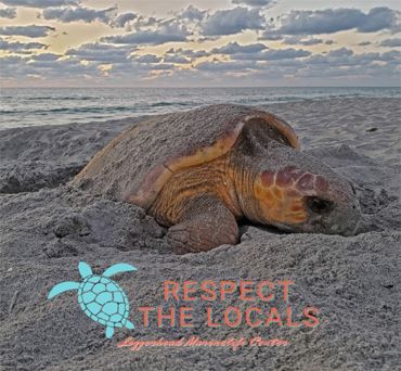 Sea Turtle Respect the Locals