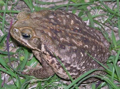 Bufo Toad