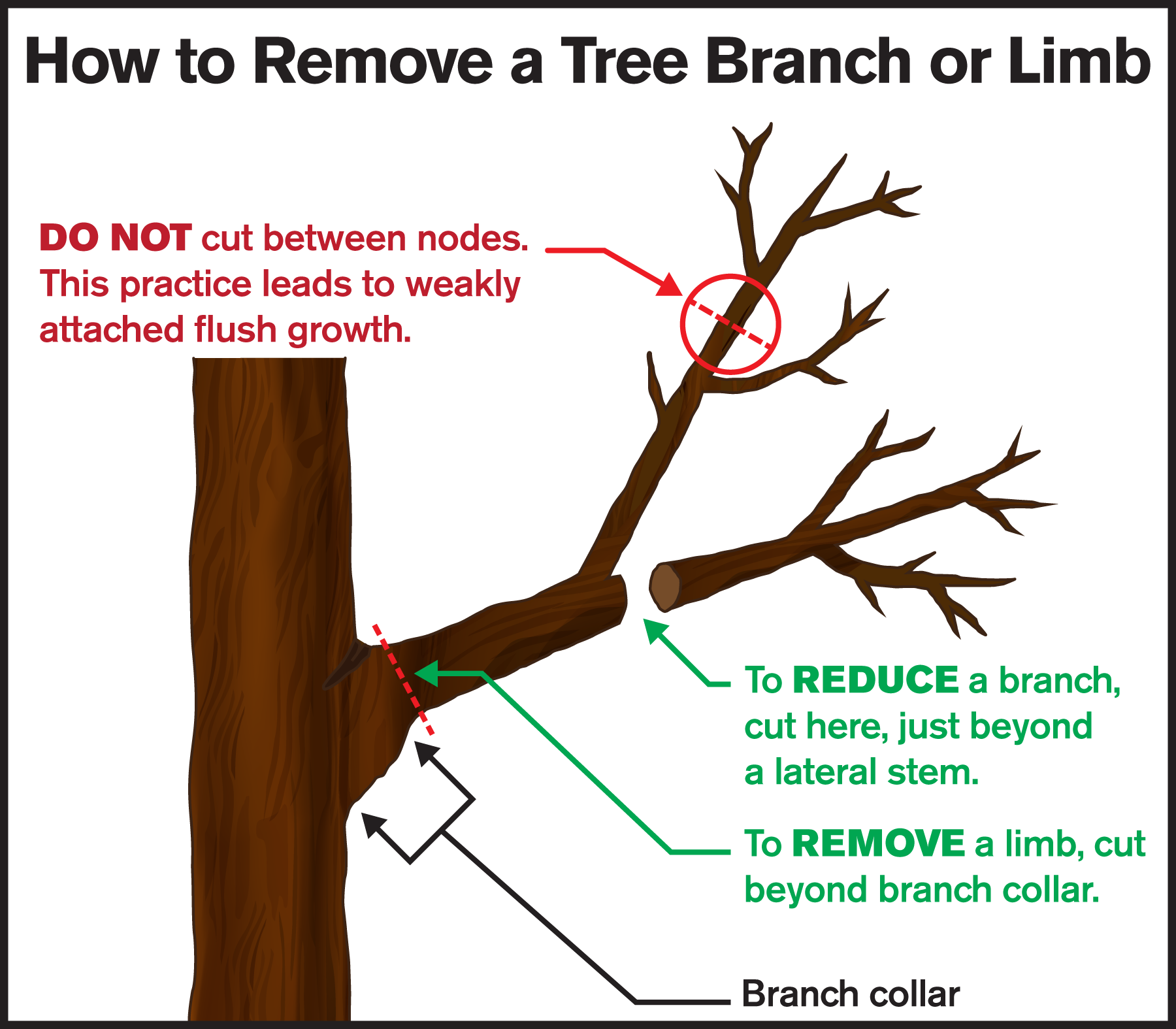 proper-tree-pruning-hires