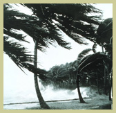 hurricane palms with gold border.jpg